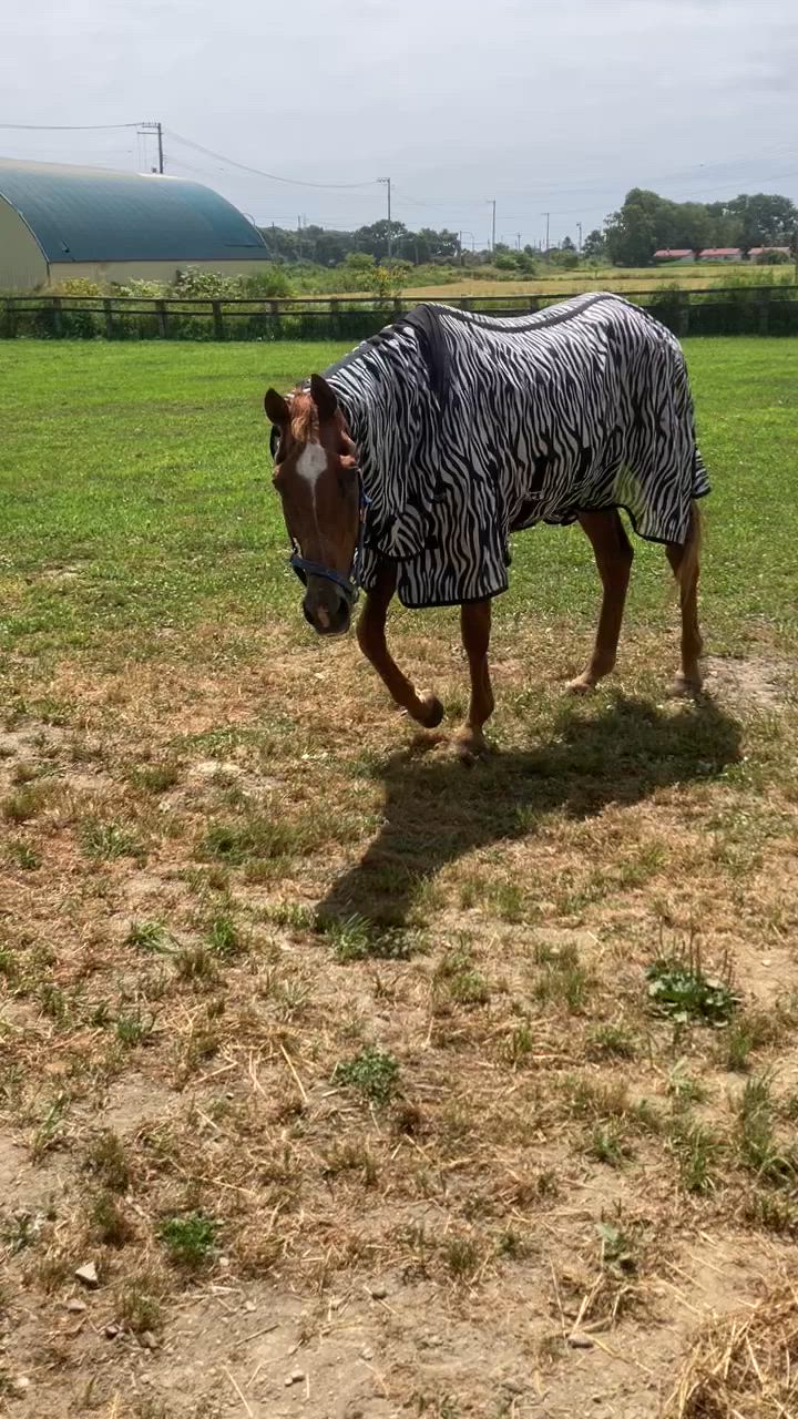プランアイコン
